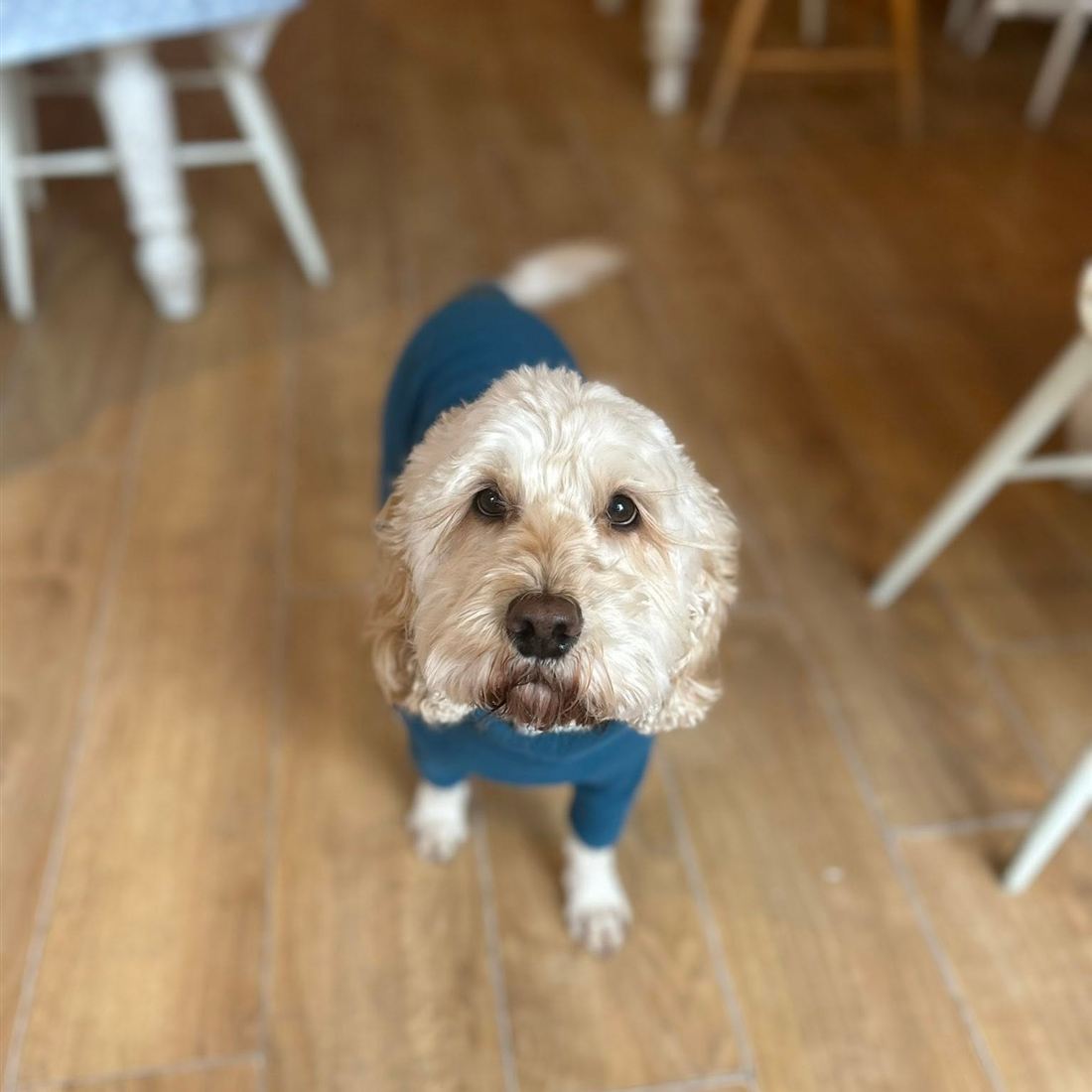 Willow the studio dog